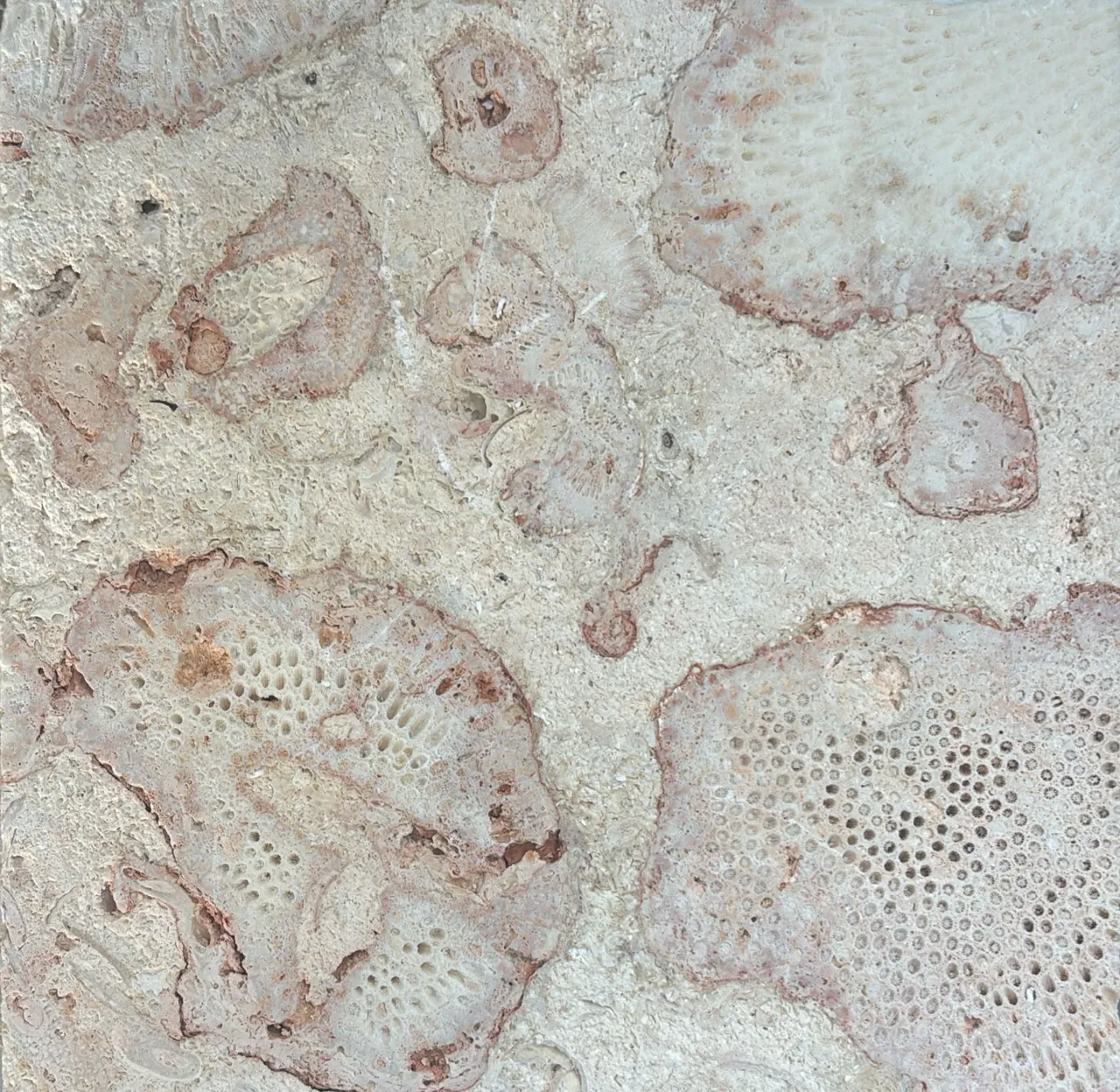 Pink Coralstone · Fossil detail