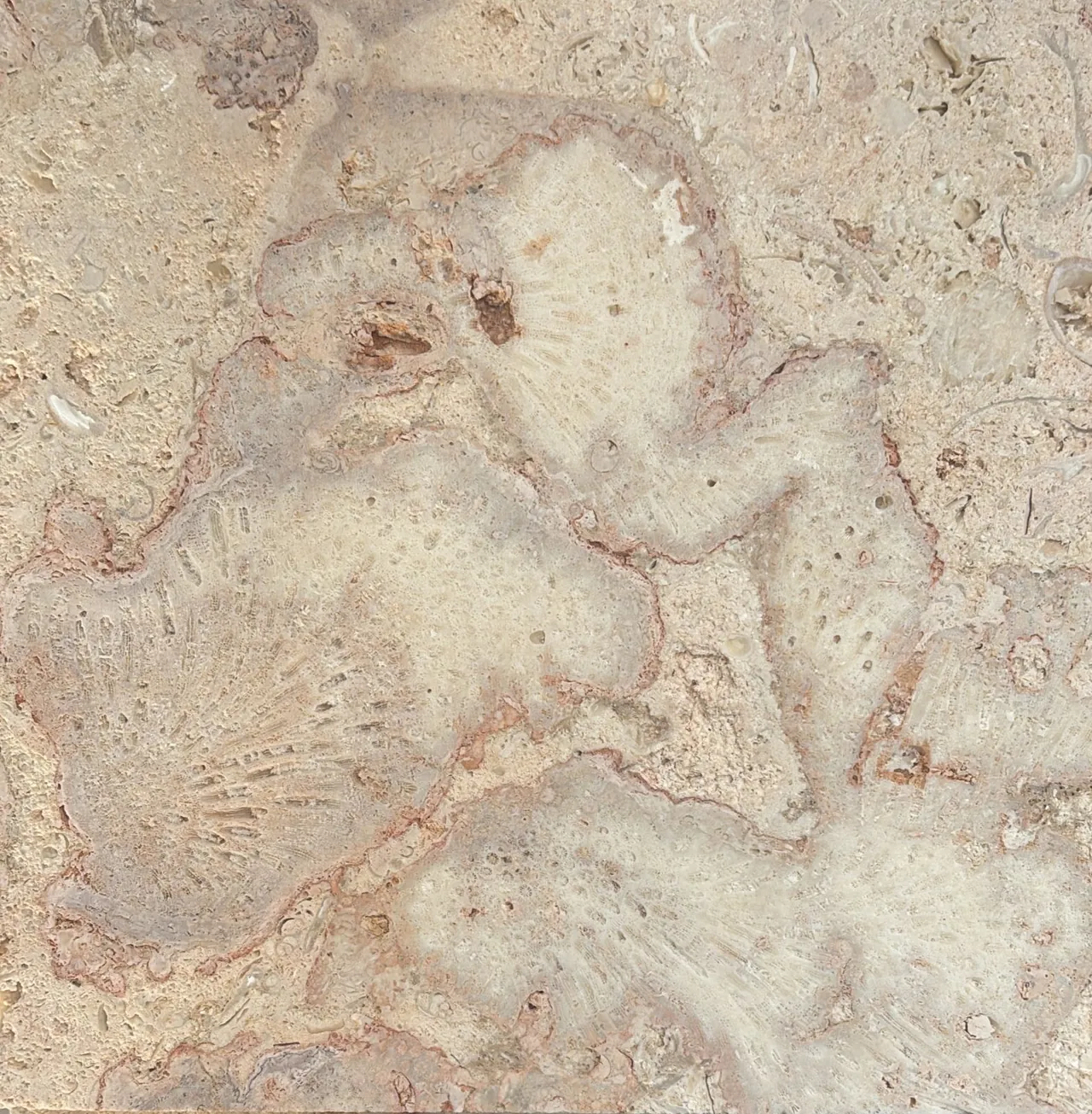 Pink Coralstone · Natural variation
